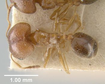 Media type: image;   Entomology 20711 Aspect: habitus dorsal view